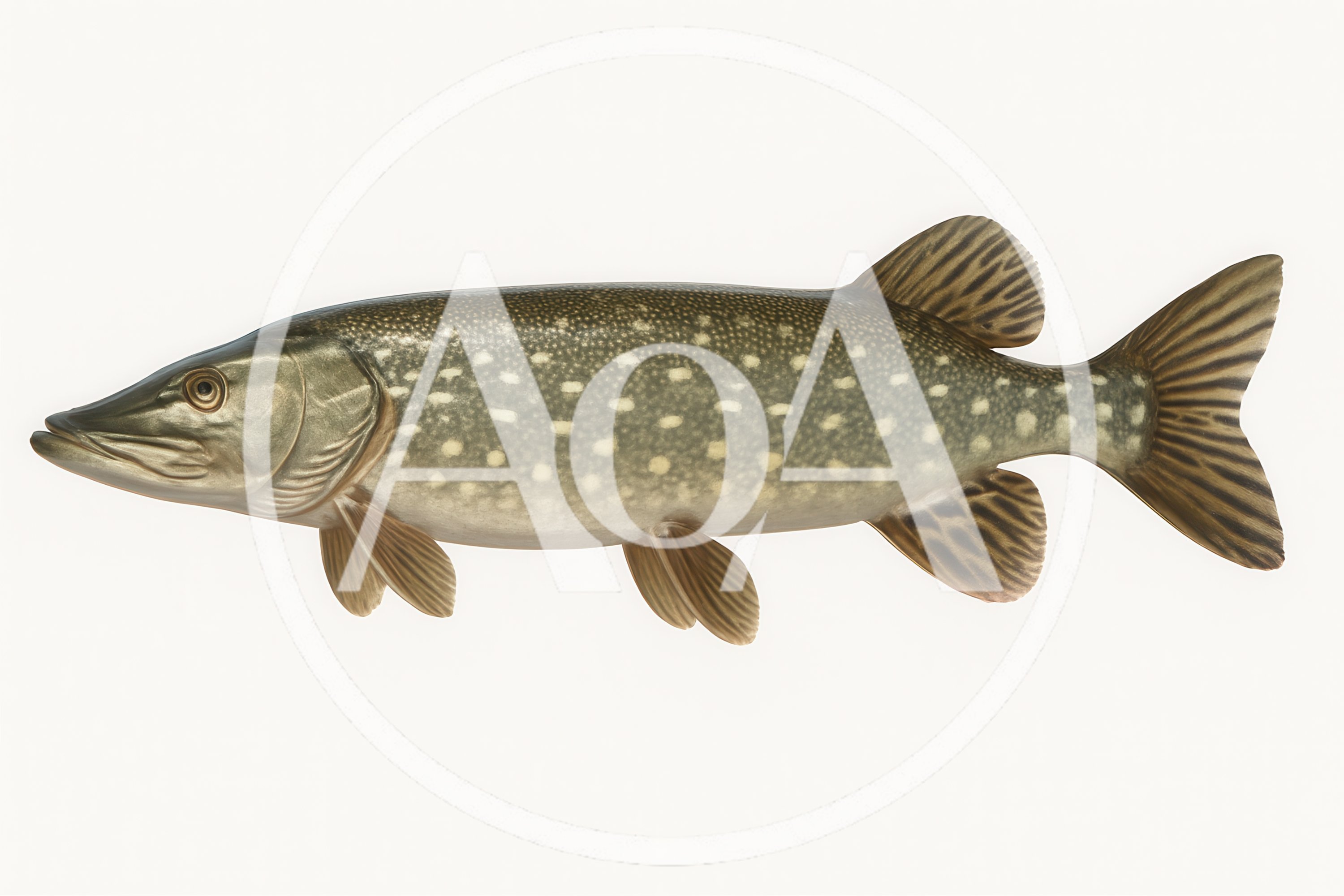 Northern Pike Fish Isolated On White Background