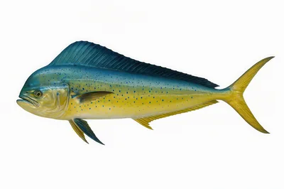 Studio Portrait Of A Vibrant Mahi Mahi Fish