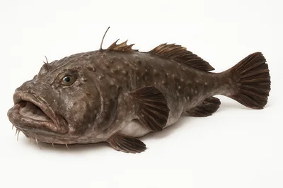 Studio Shot Of A Brown Toadfish