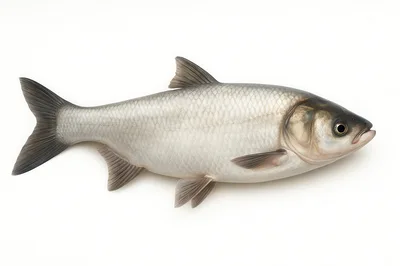 Silver Carp Fish Isolated On White Background