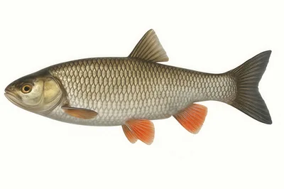 Detailed Illustration Of A Common Chub Fish