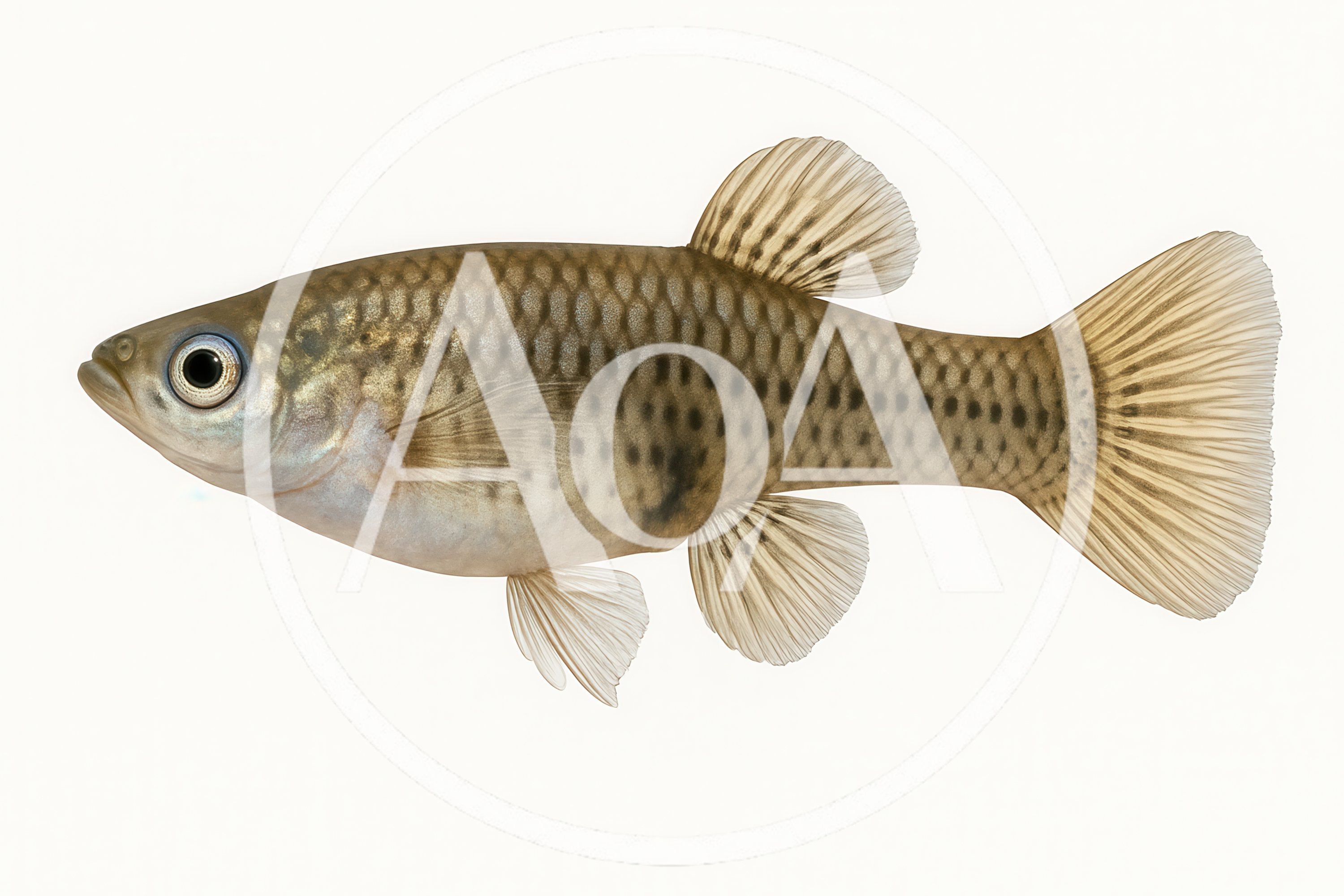 Side View Of A Female Western Mosquitofish