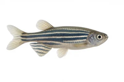 Zebrafish Isolated On A White Background