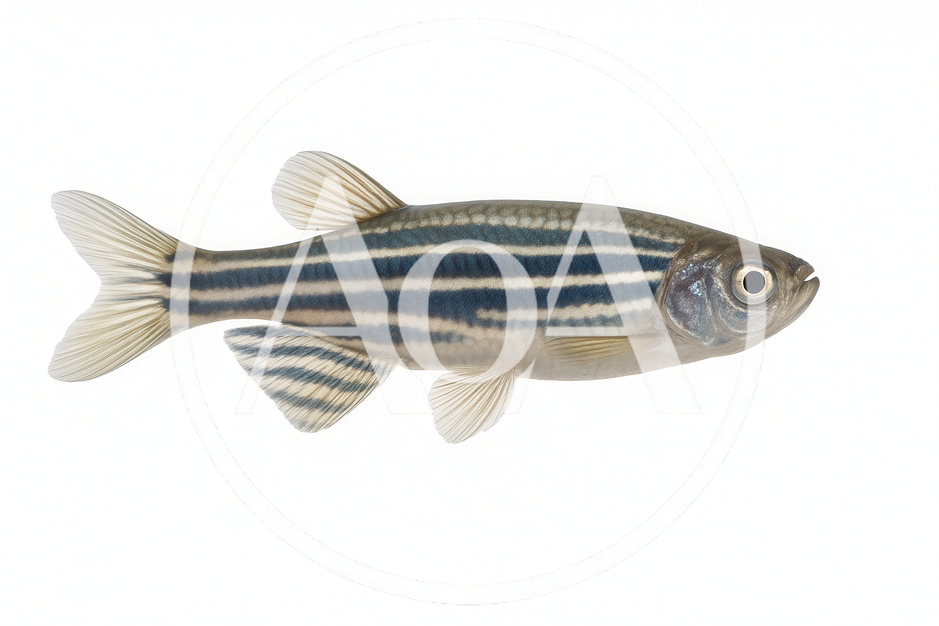 Zebrafish Isolated On A White Background