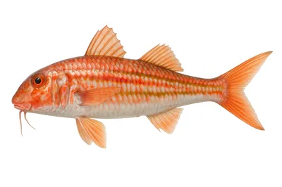 Red Mullet Fish Isolated On White Background
