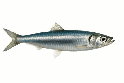 Single Silver Herring Fish Isolated On White Background
