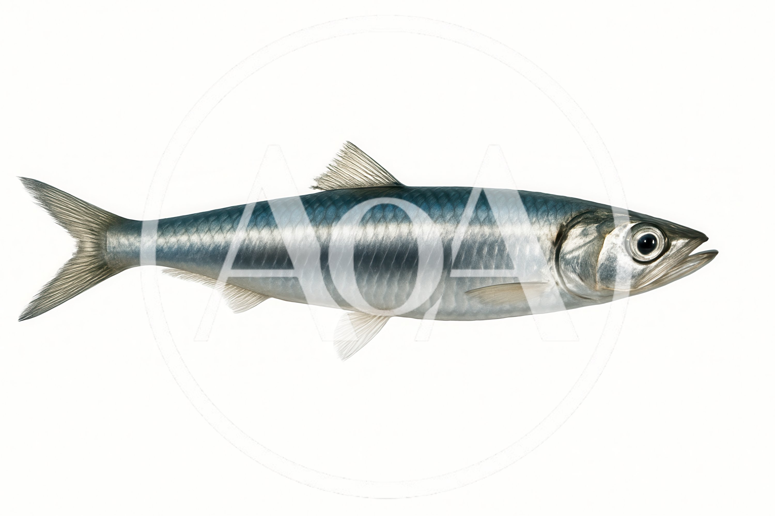Single Silver Herring Fish Isolated On White Background
