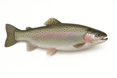 Rainbow Trout Fish Isolated On White Background