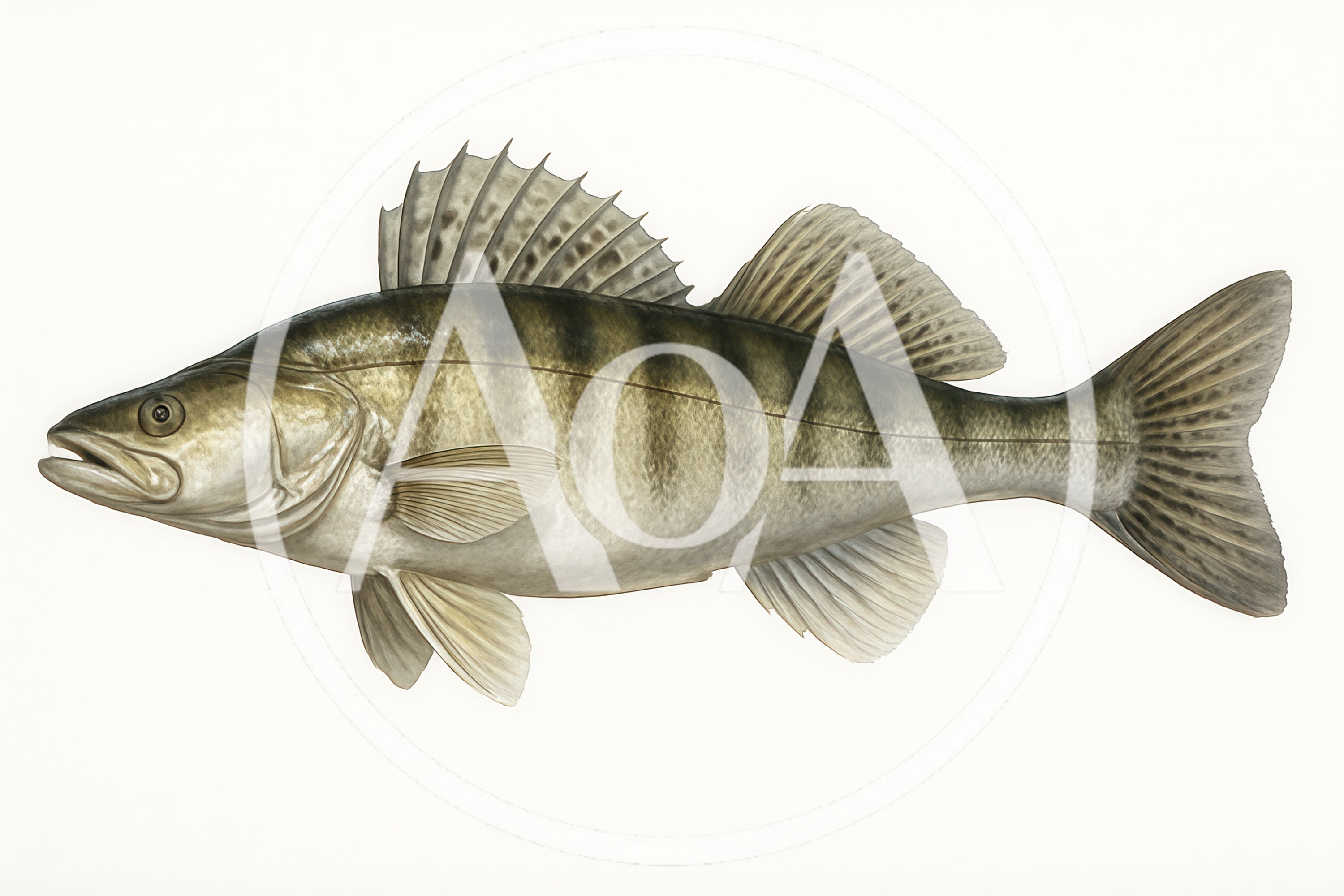 Detailed Illustration Of A Zander Fish