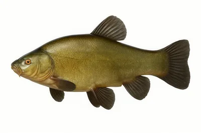 Tench Fish Isolated On White Background
