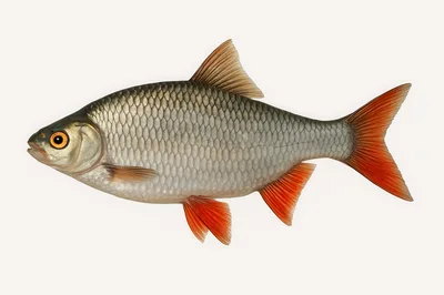 Common Rudd Fish Isolated On White Background
