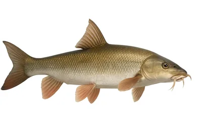 Common Barbel Fish Isolated On White Background