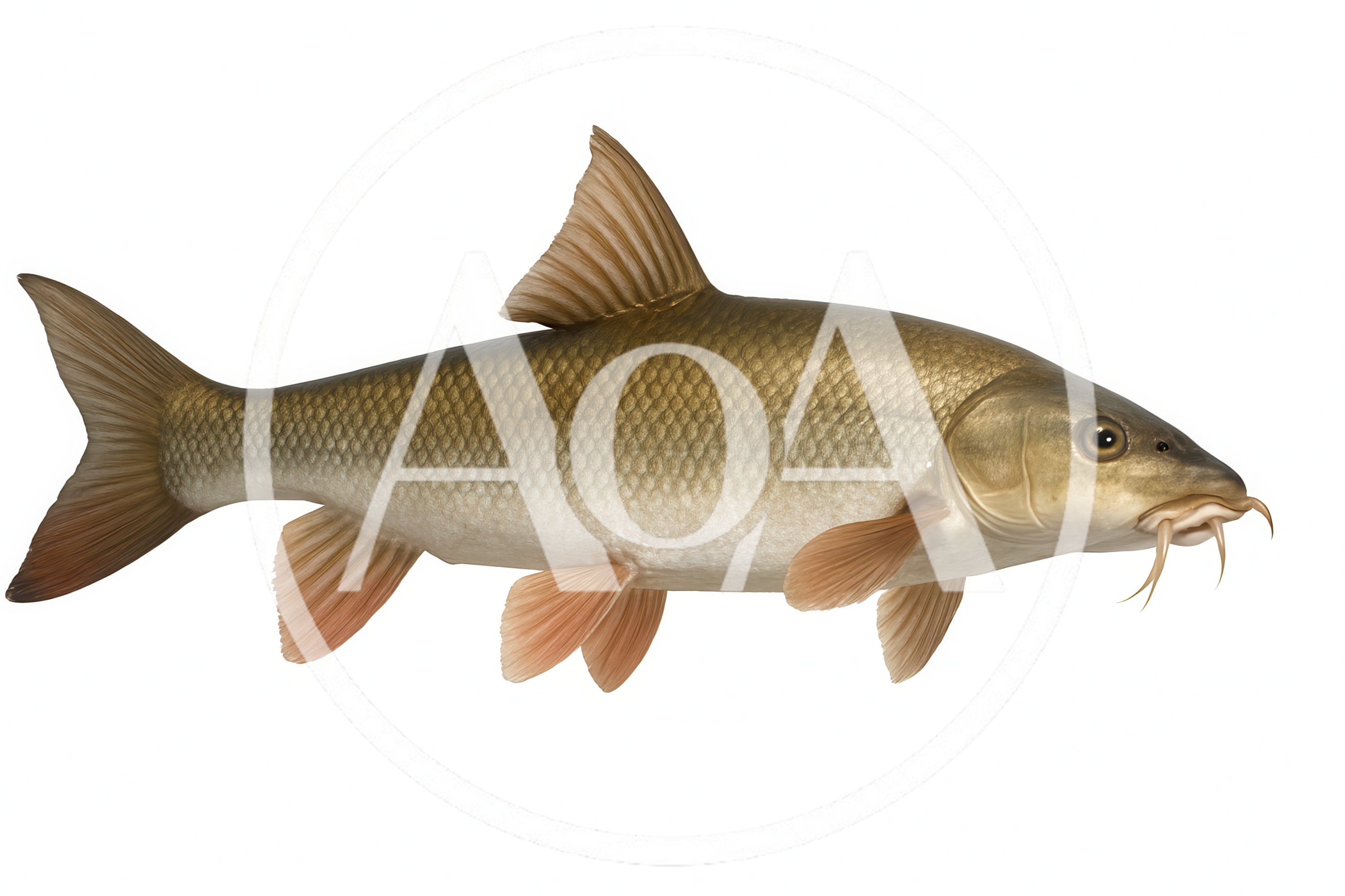 Common Barbel Fish Isolated On White Background