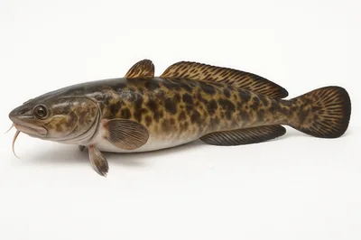 Burbot Fish Isolated On White Background