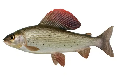 Arctic Grayling Fish Isolated On White Background