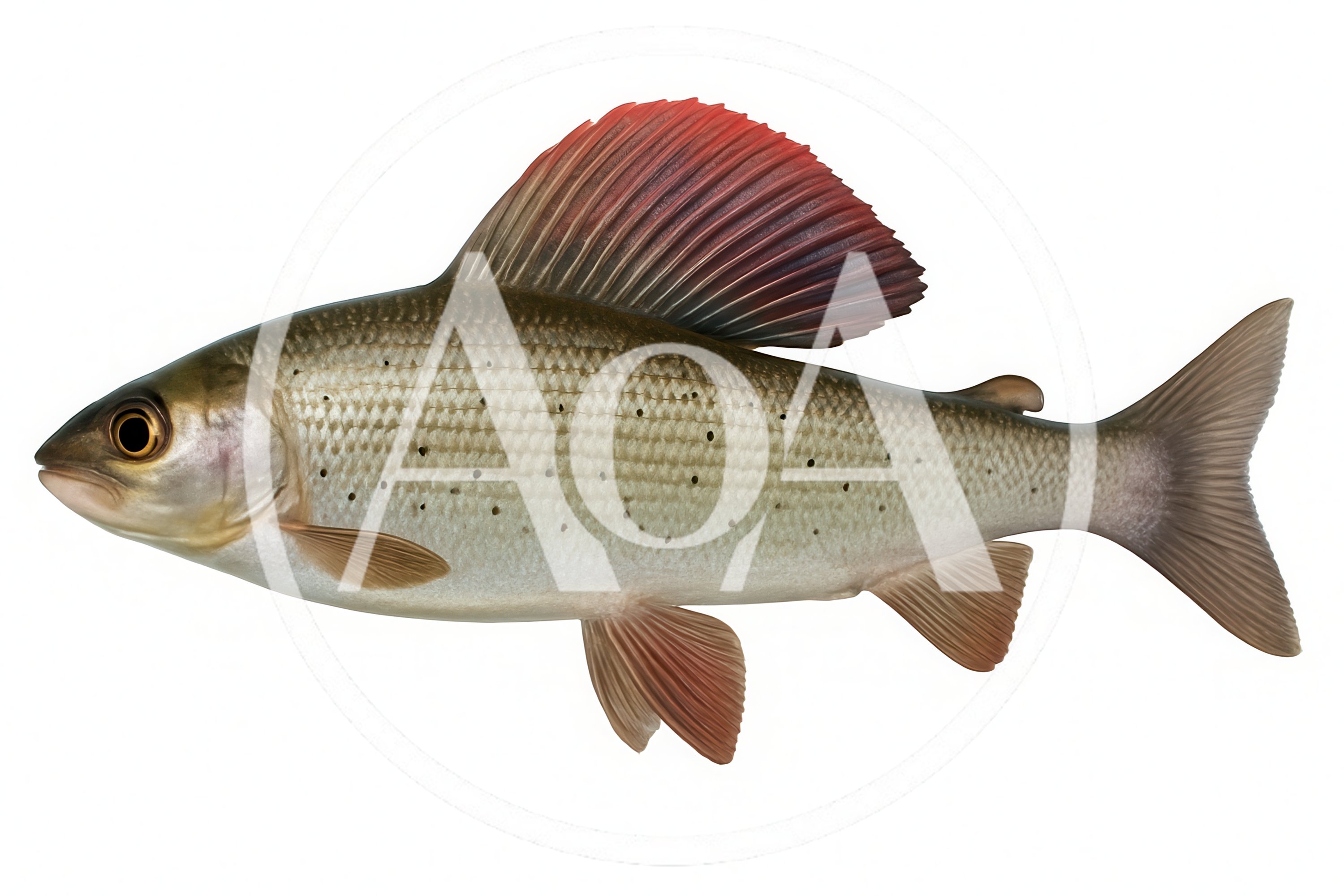 Arctic Grayling Fish Isolated On White Background