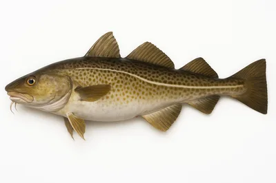 Atlantic Cod Fish Isolated On White Background