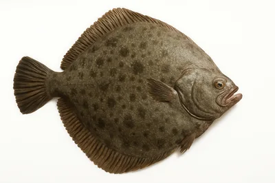 Fresh Whole Turbot Fish Isolated On White Background