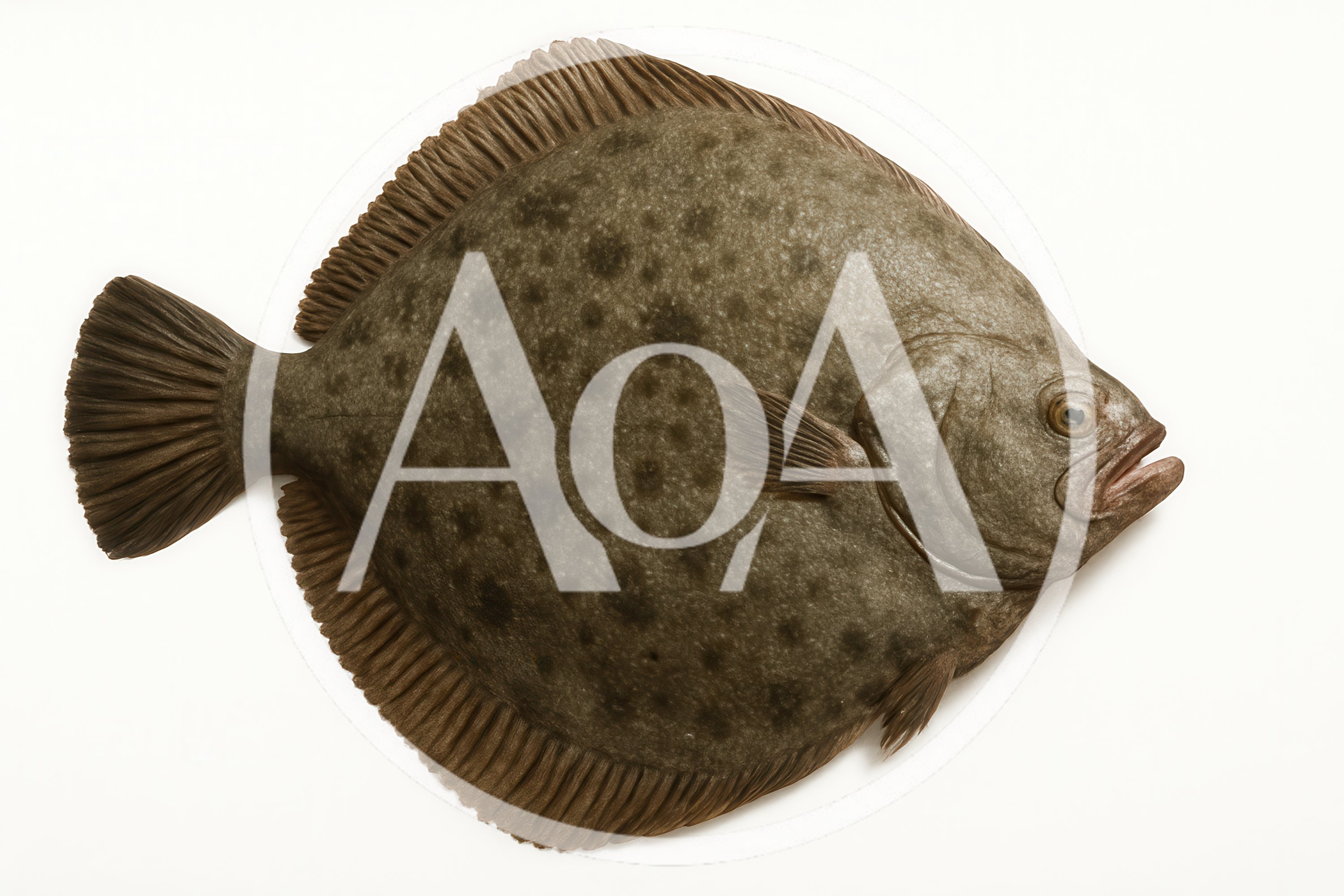 Fresh Whole Turbot Fish Isolated On White Background