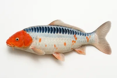 Shusui Koi Fish Isolated On White Background