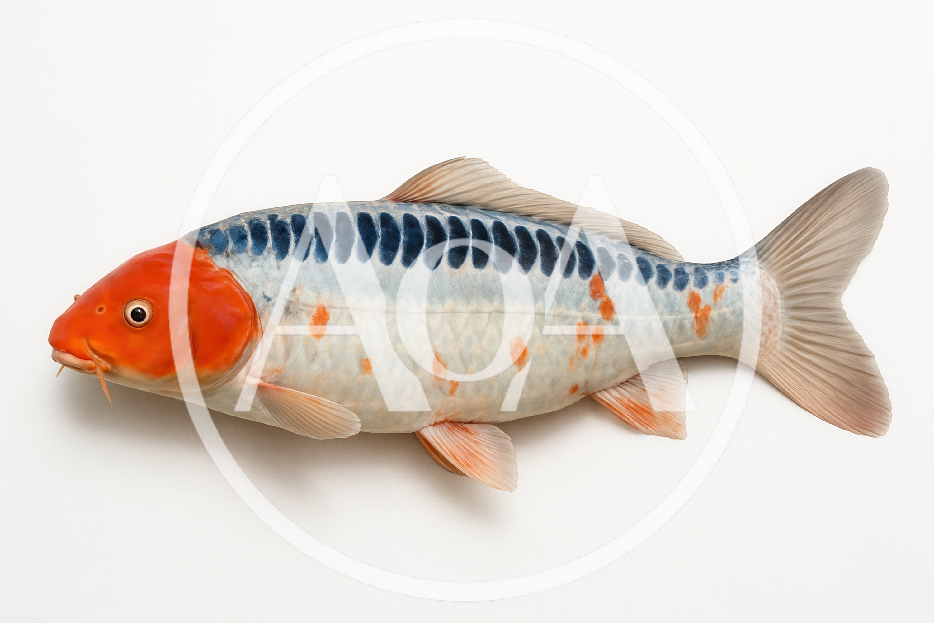 Shusui Koi Fish Isolated On White Background