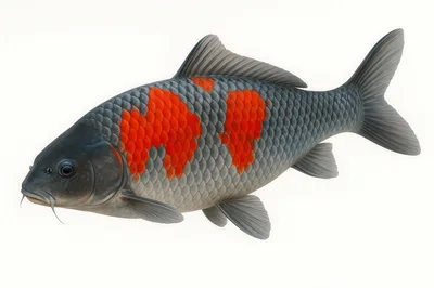 Koi Fish With Red And Grey Scales