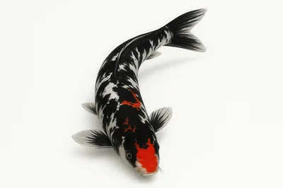 Black And White Koi Fish With Red Markings
