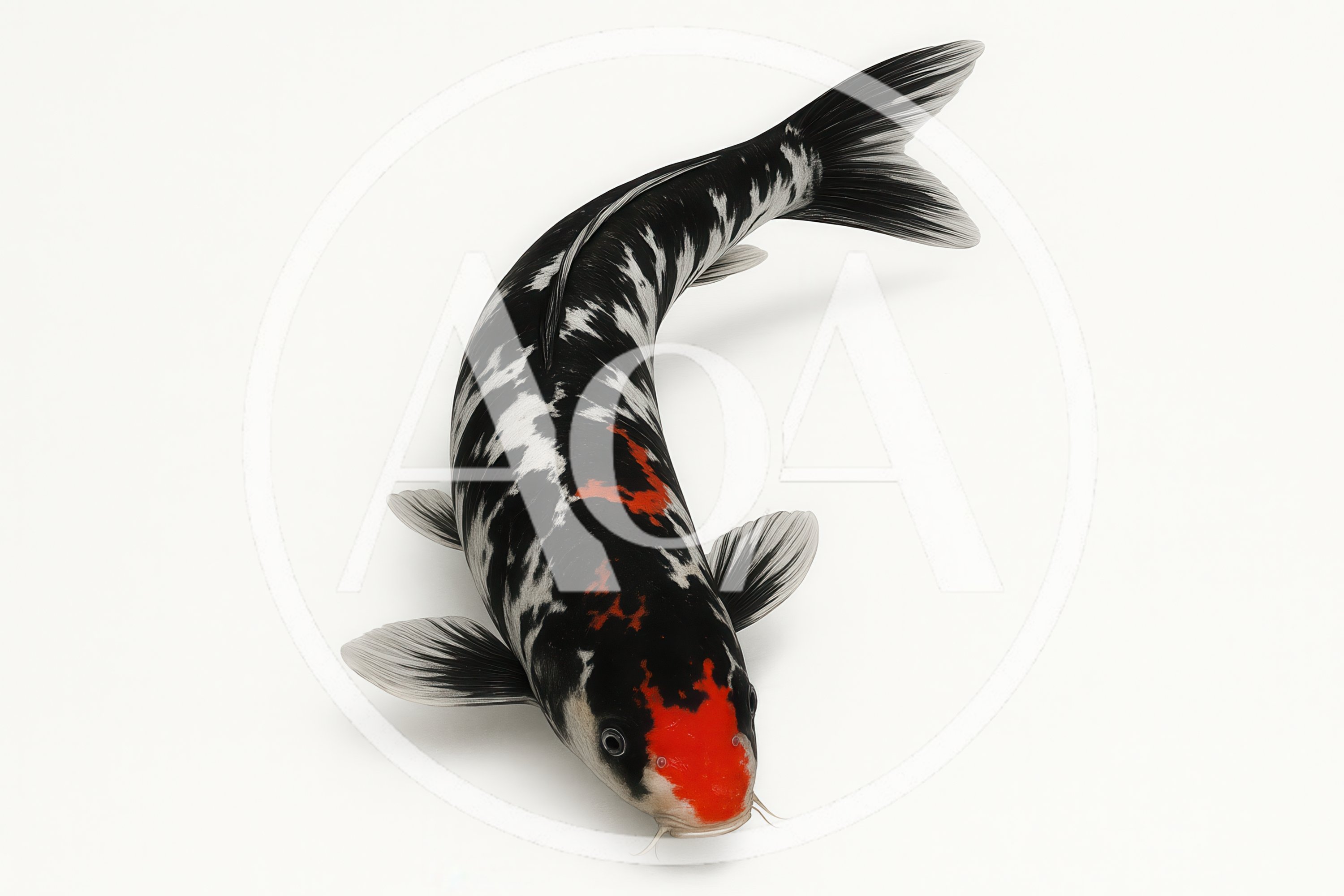 Black And White Koi Fish With Red Markings