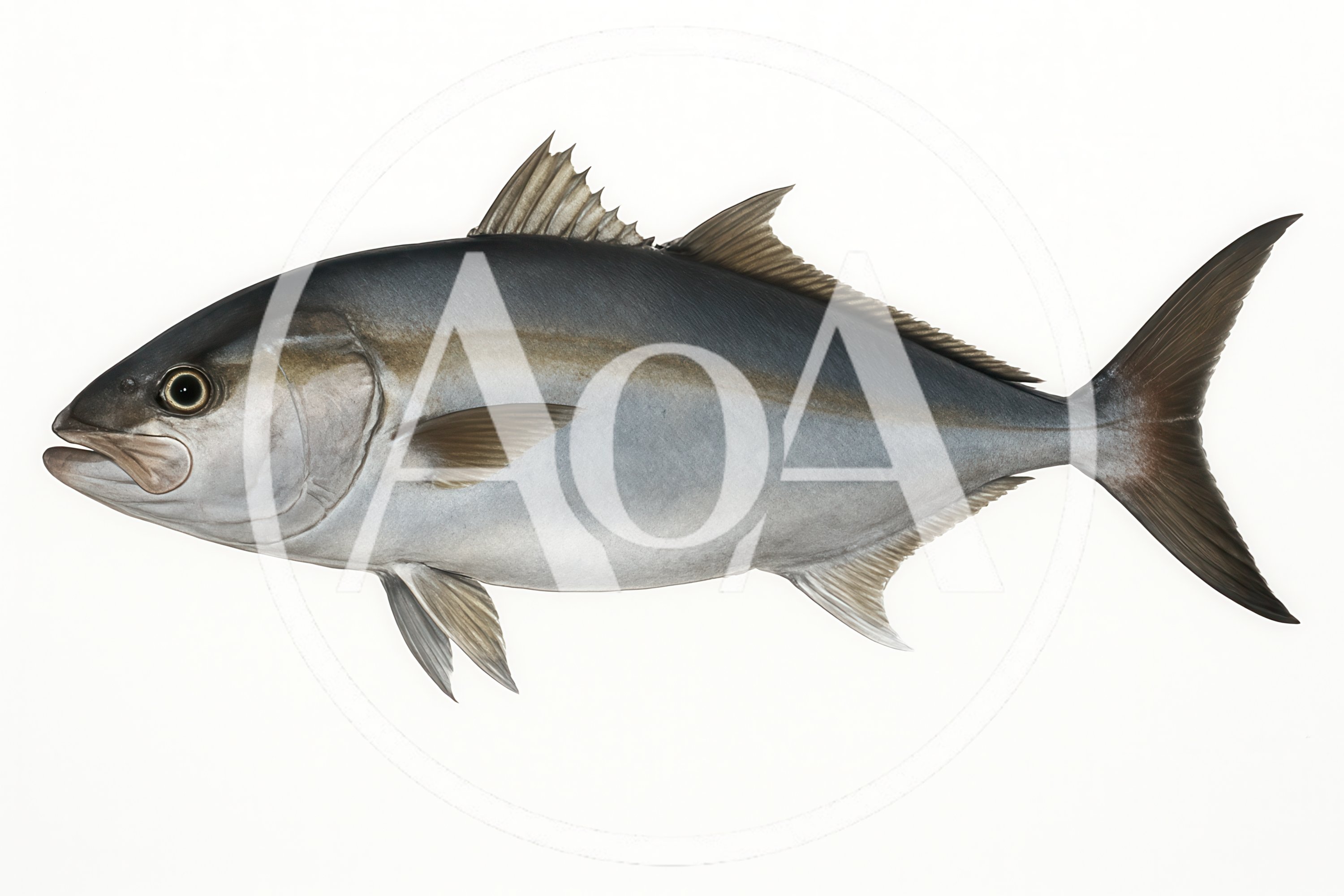 Realistic Illustration Of A Greater Amberjack Fish
