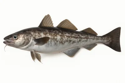 Atlantic Cod Fish Isolated On White Background