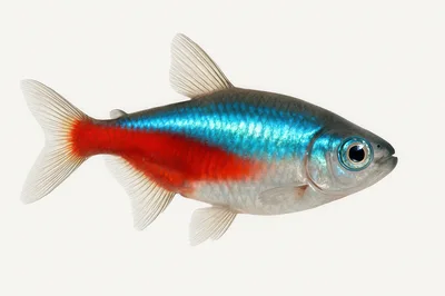 Neon Tetra Fish Isolated On White Background