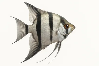 Freshwater Angelfish Isolated On A White Background
