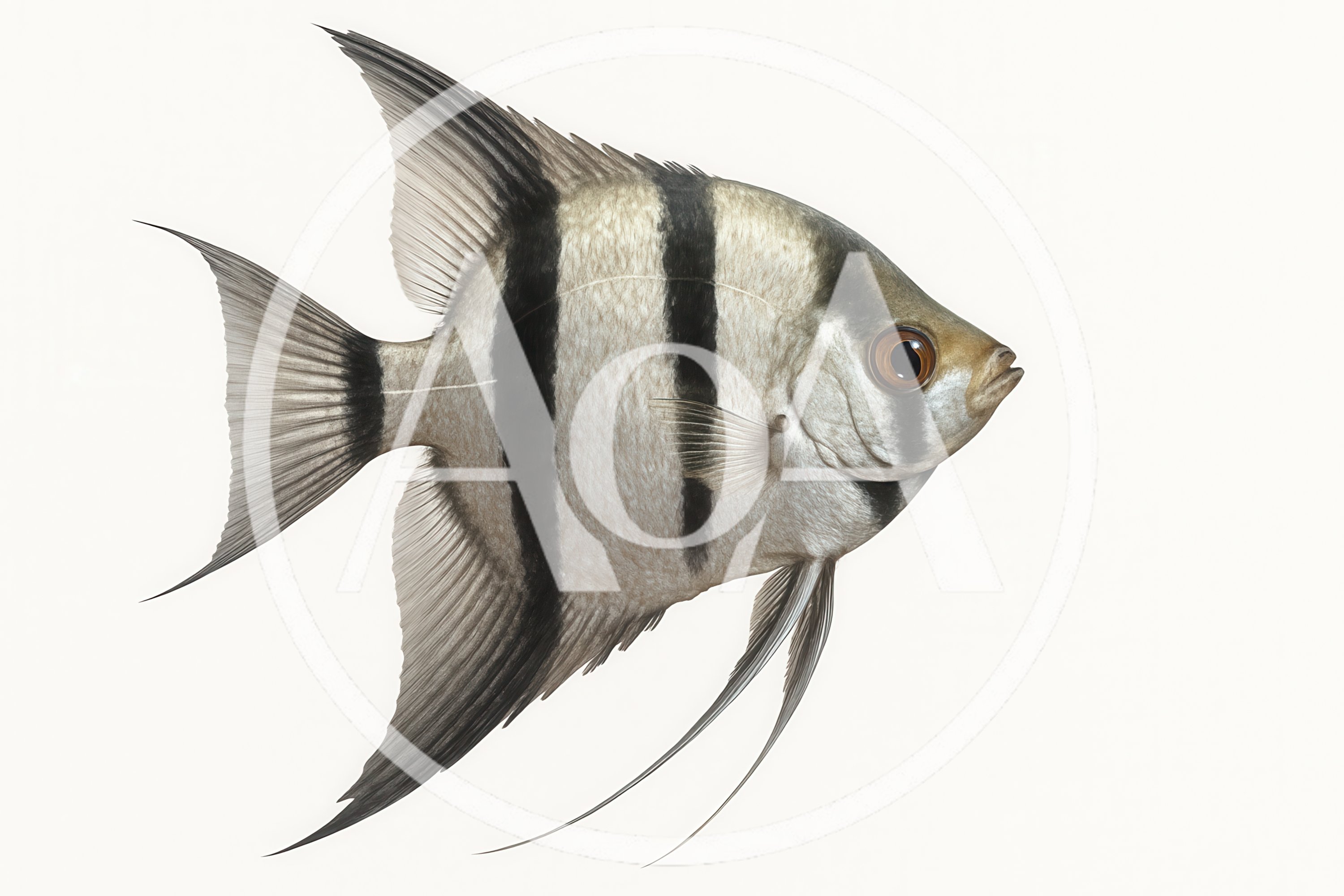 Freshwater Angelfish Isolated On A White Background