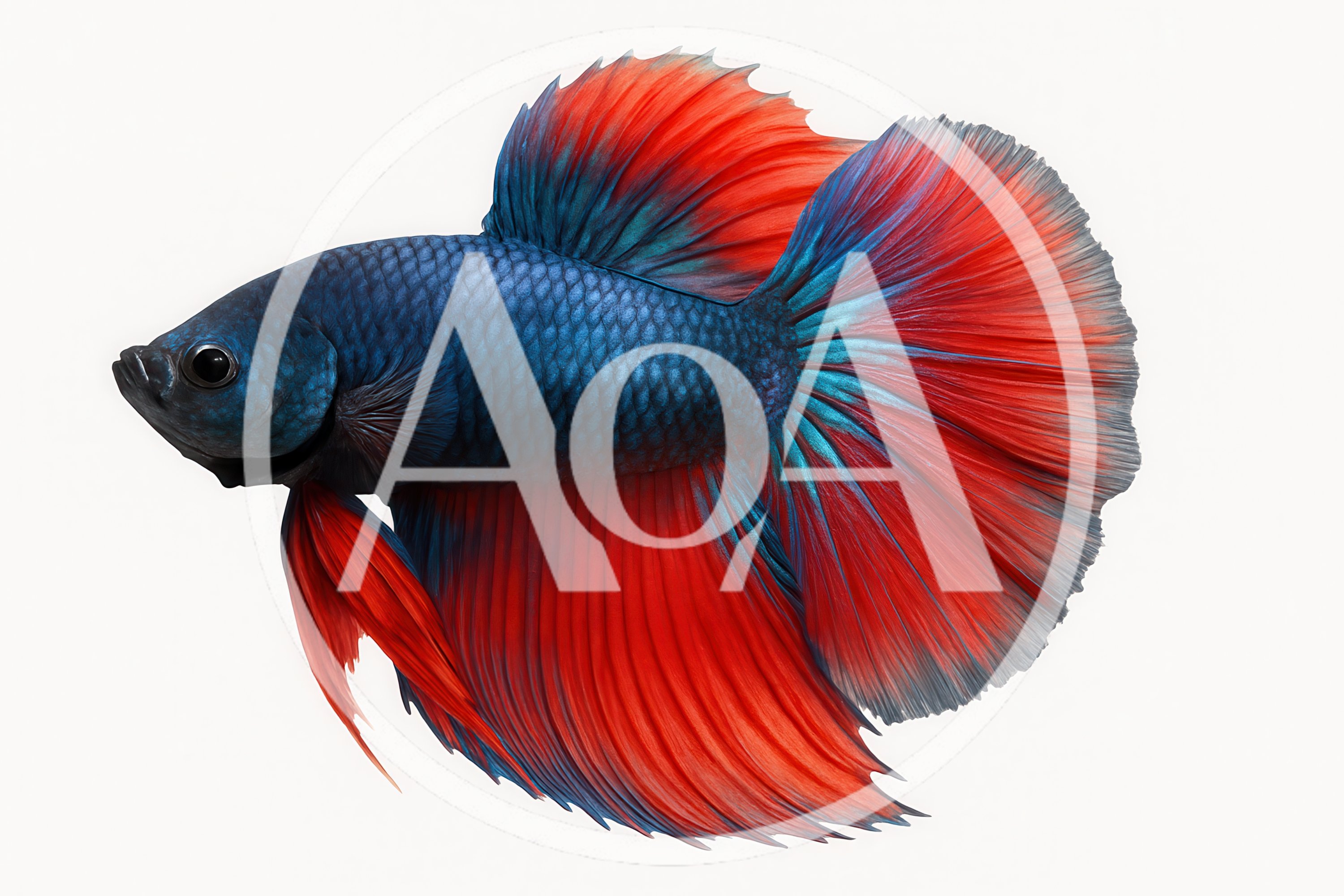 Vibrant Blue And Red Betta Fish Swimming