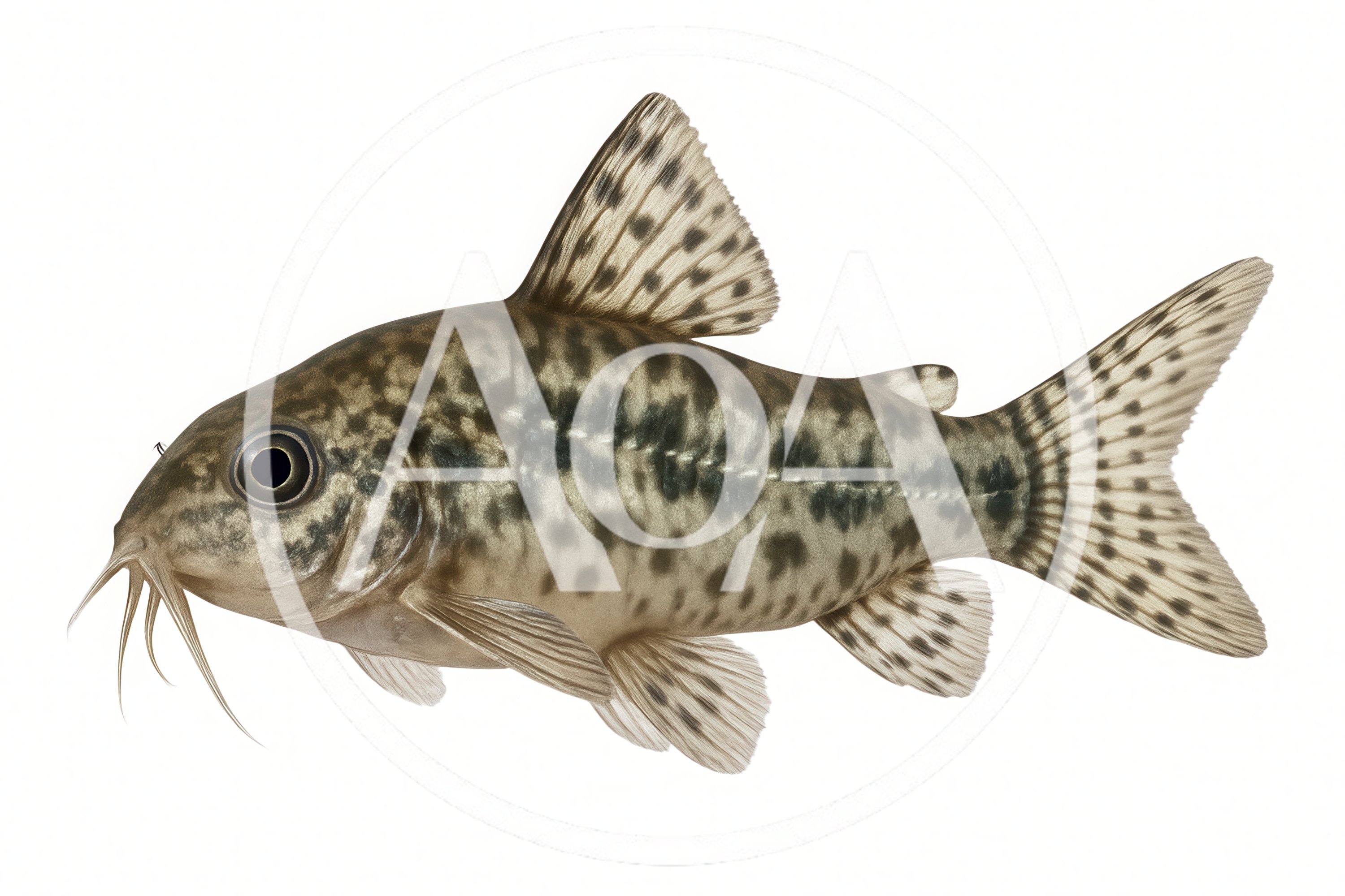 Leopard Corydoras Catfish Isolated On White Background