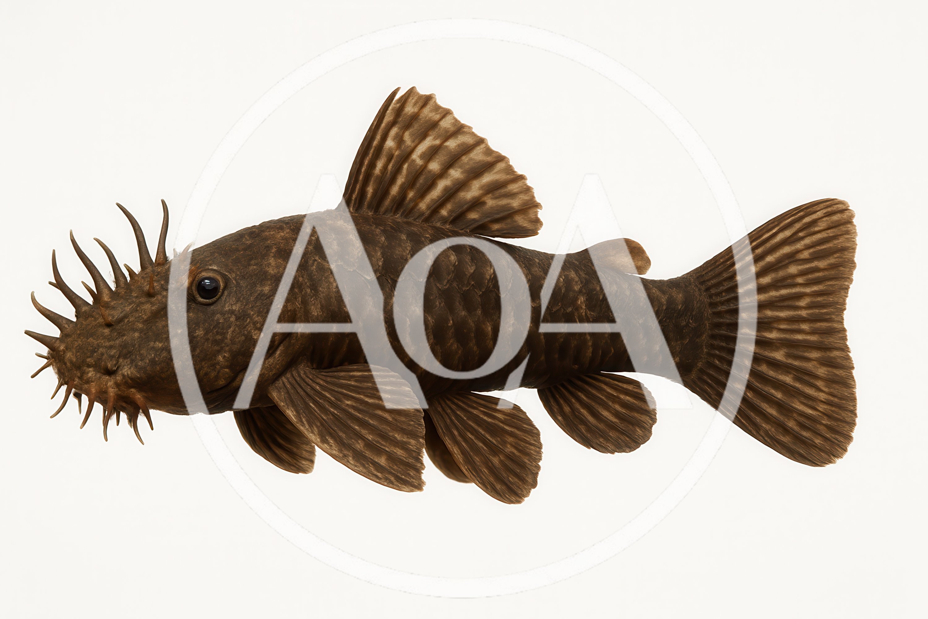Bristlenose Pleco Fish Isolated On White Background