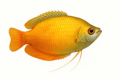 Golden Honey Gourami Fish Isolated On White Background