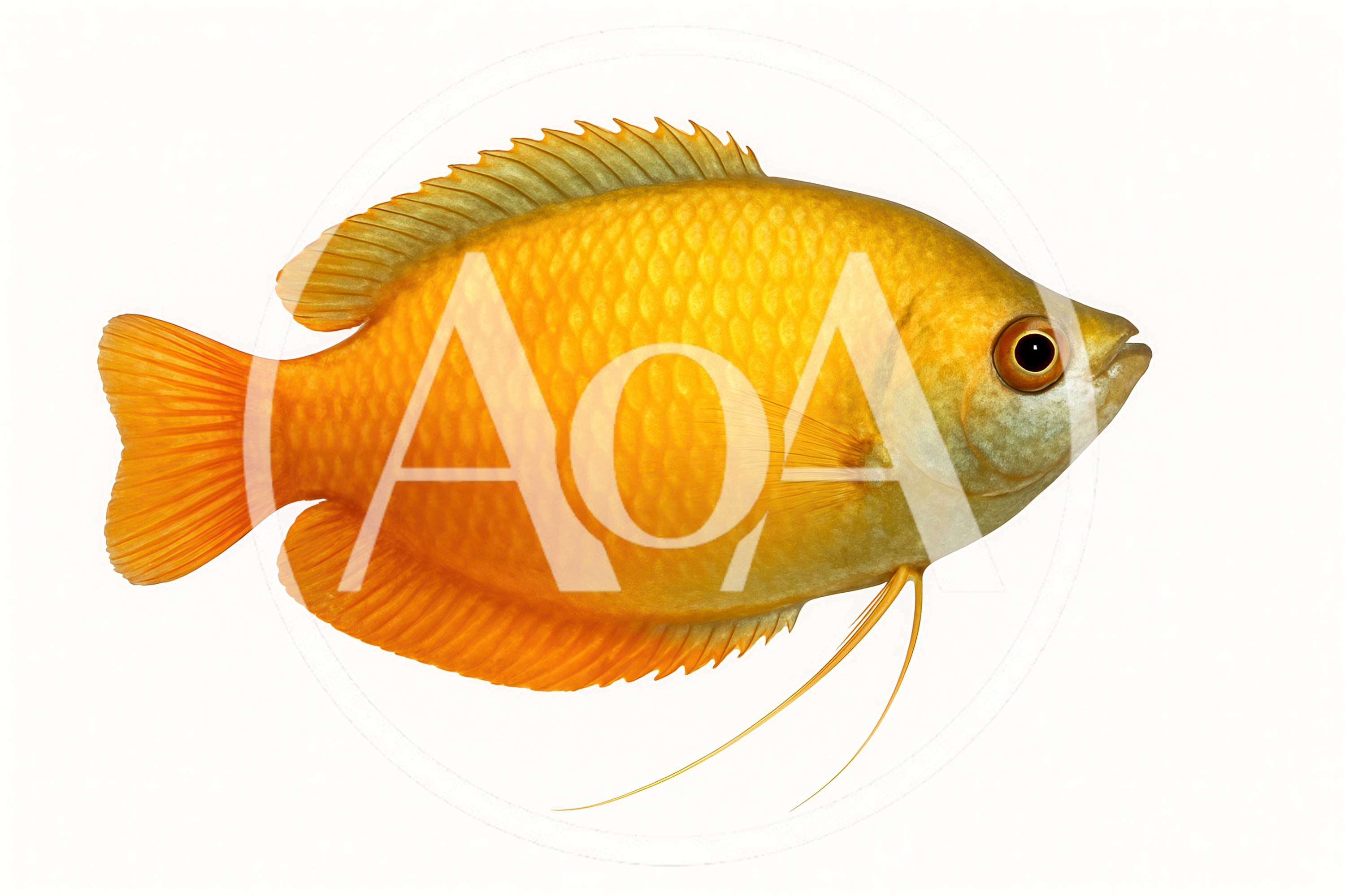 Golden Honey Gourami Fish Isolated On White Background