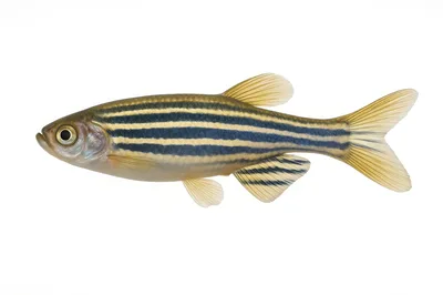 Zebrafish Isolated On A White Background