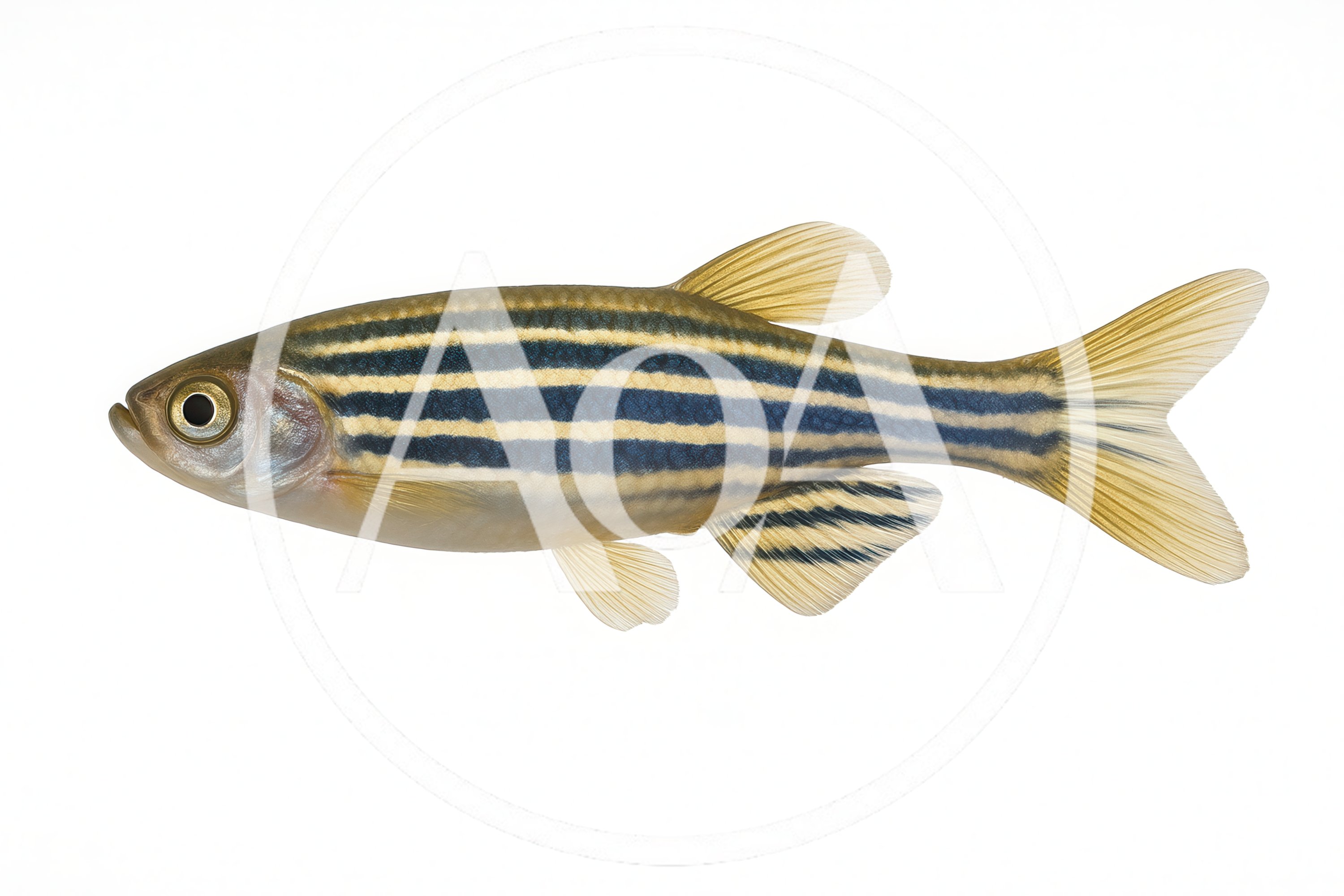 Zebrafish Isolated On A White Background