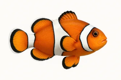 Ocellaris Clownfish Isolated On White Background