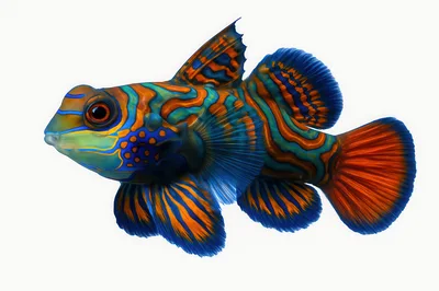 Vibrant Mandarin Dragonet Fish Isolated On White Background