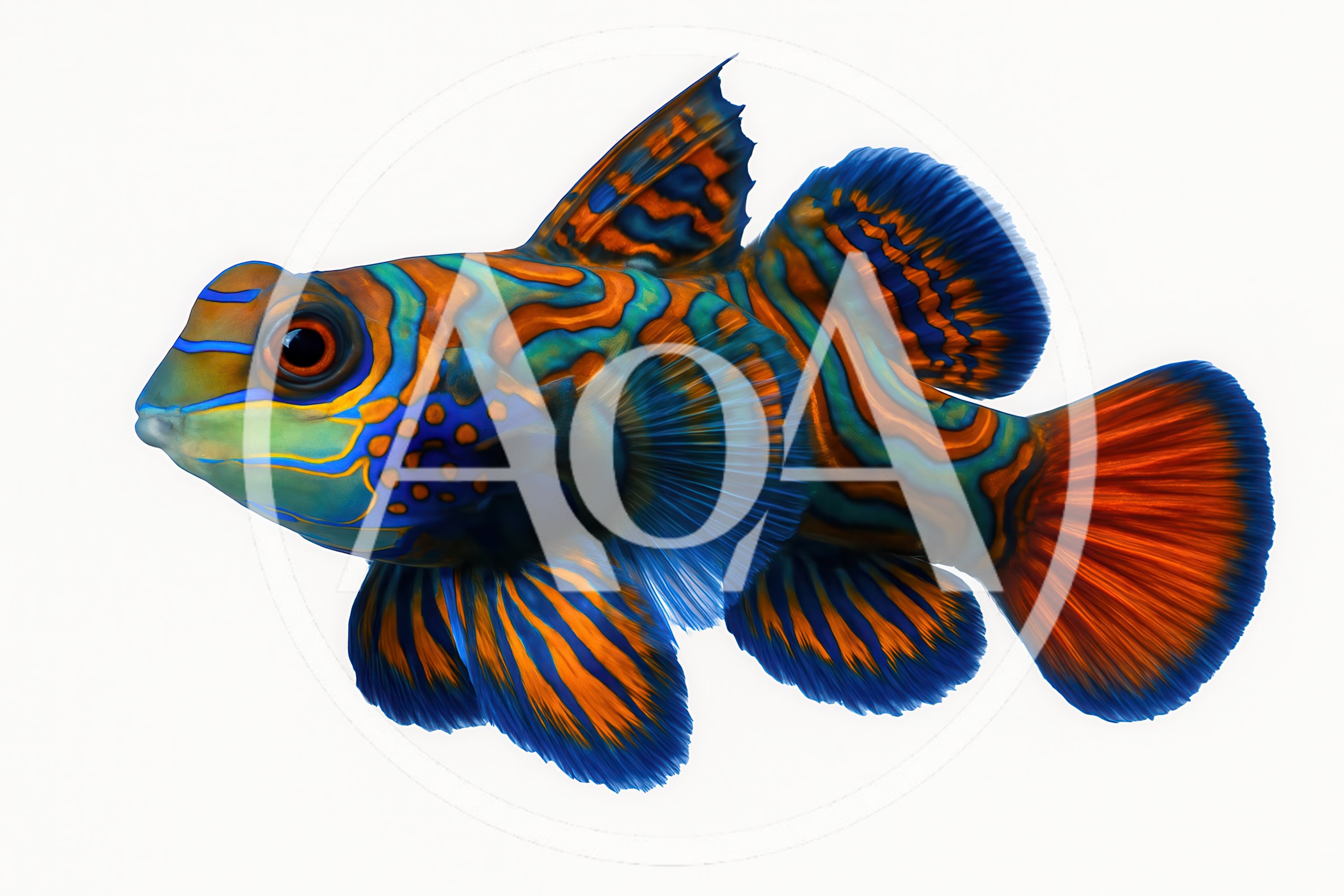 Vibrant Mandarin Dragonet Fish Isolated On White Background