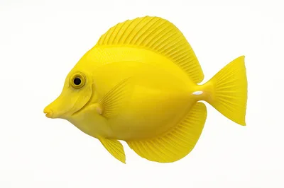 Yellow Tang Fish Isolated On White Background
