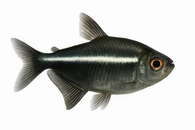 Black Skirt Tetra Fish Isolated On White Background