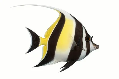 Moorish Idol Fish Isolated On White Background