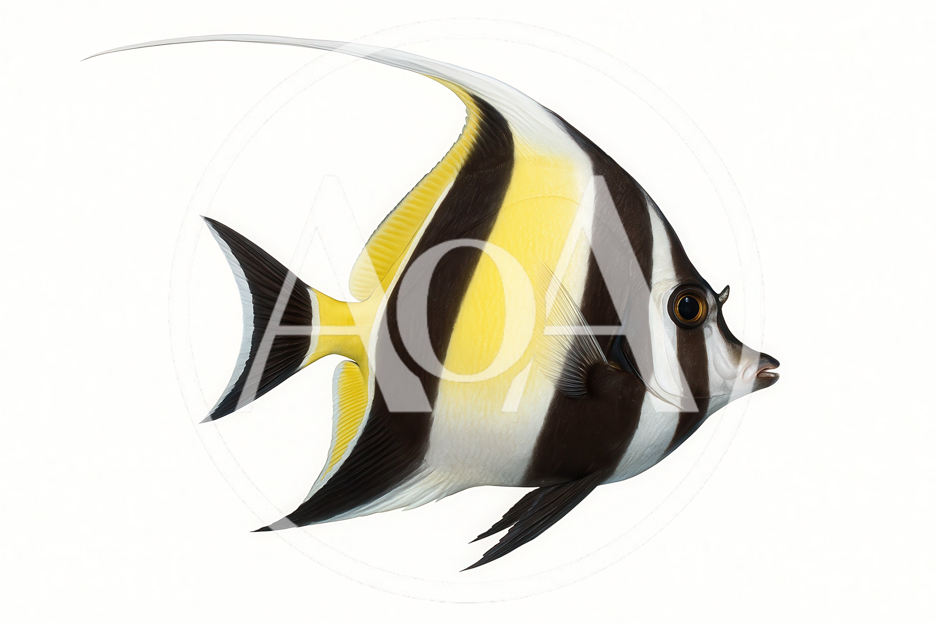 Moorish Idol Fish Isolated On White Background