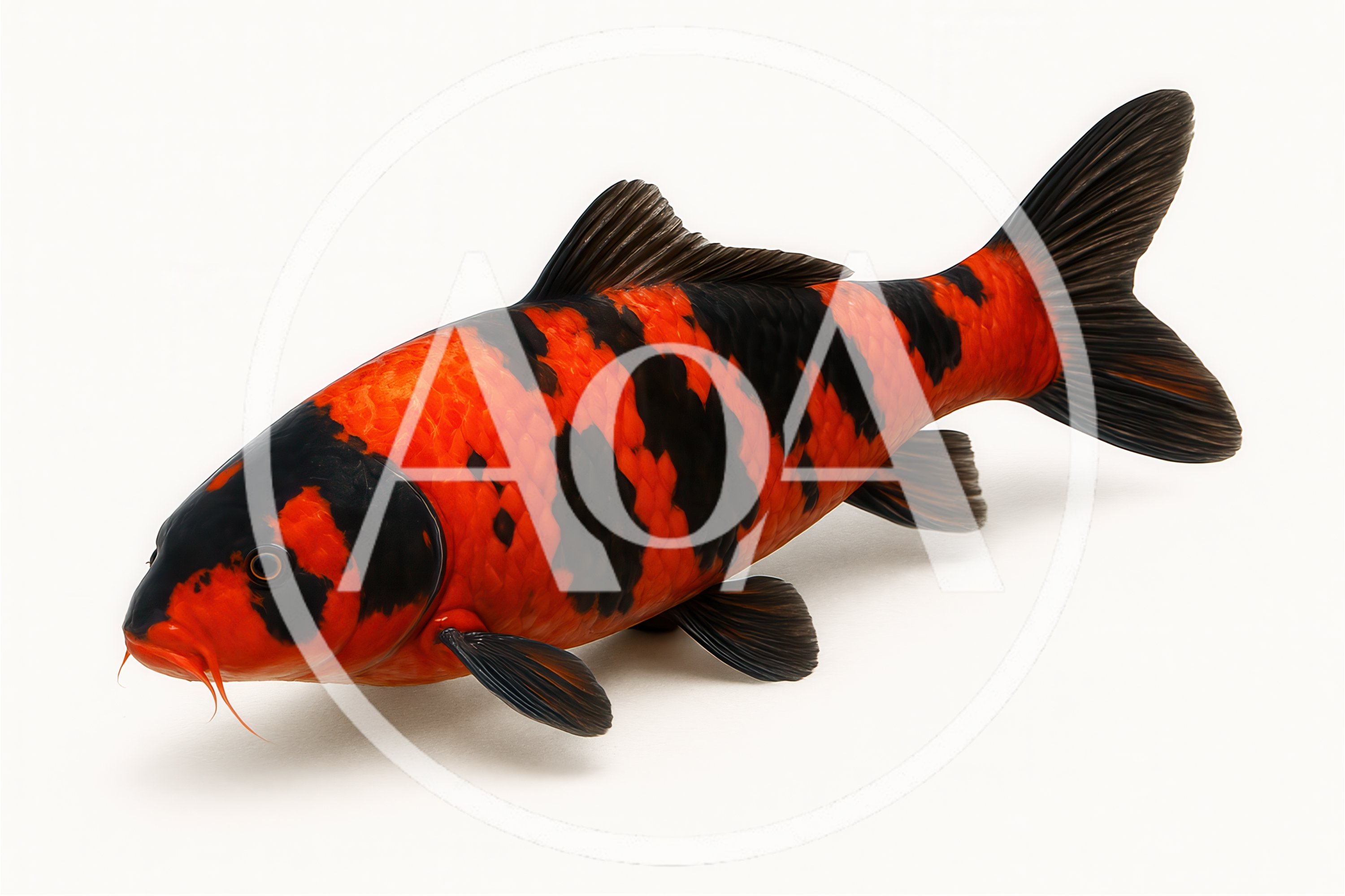 Vibrant Orange And Black Koi Fish Swimming