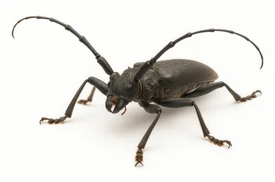 Macro Shot Of A Longhorn Beetle