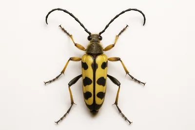 Spotted Longhorn Beetle Isolated On White Background